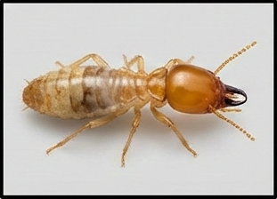 مكافحة النمل الأبيض والأرضة نهائيًا